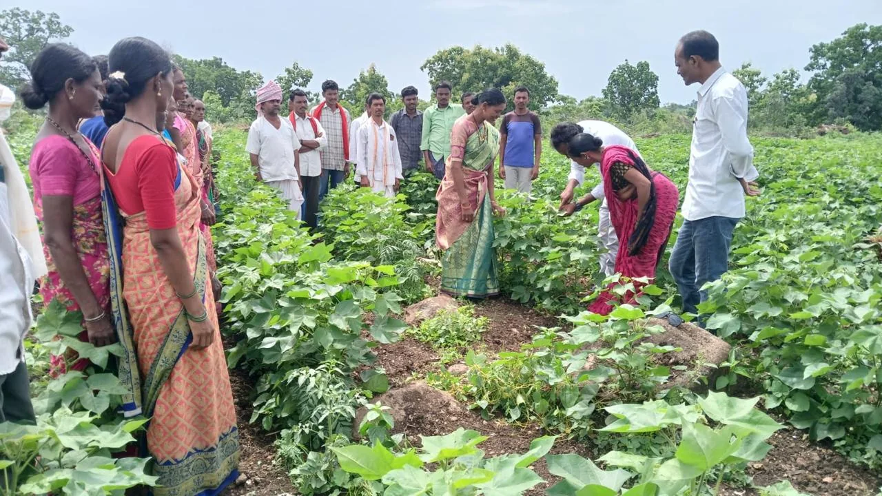 Participants gather around cotton plants during a group field demonstration