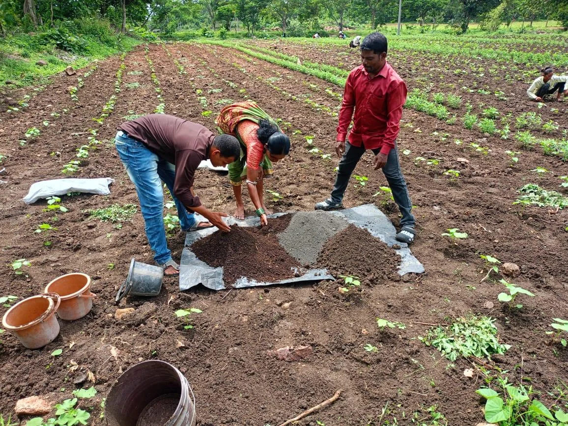People prepare materials beside rows of young plants