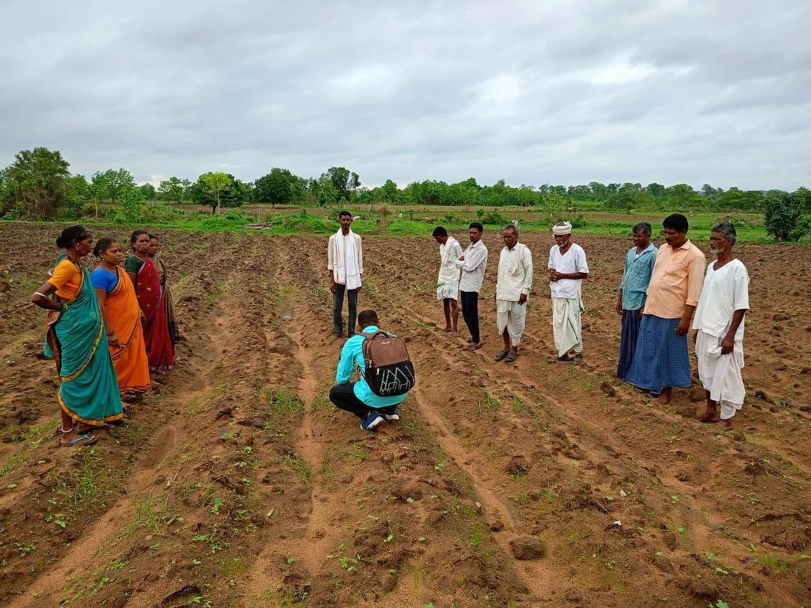 Young crop rows